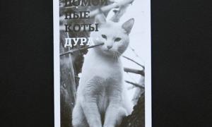 Бездомні коти позували для «антигламурного календаря». ФОТО