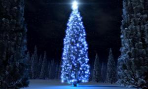 На Волині дозволено зрубати 200 тисяч ялинок