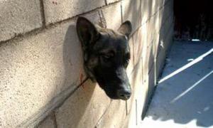 Вівчарка стала бранцем стіни