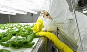 Мінекономіки відстежуватиме продукцію з ГМО