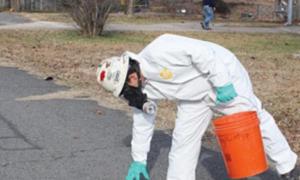 Понад тисячу мертвих птахів впали з неба в США