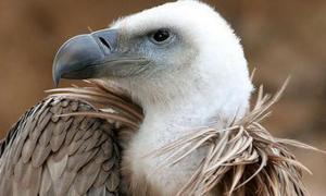 У Саудівській Аравії знайшли грифа з GPS-передавачем