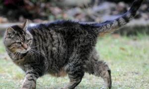 Найстарішій кішці у світі — 39 років