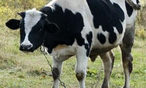 Волинян стимулюватимуть купувати корів