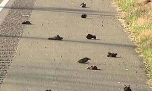 У Румунії знайдено мертвих шпаків, які отруїлися алкоголем