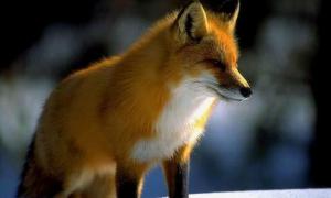 У Білорусі лисиця вистрелила в чоловіка