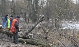 У Луцьку рубають старі дерева