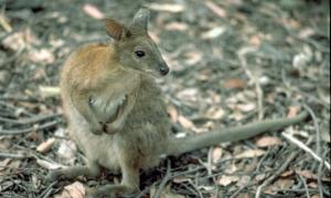 Чуйний австралієць врятував потопаюче кенгурятко