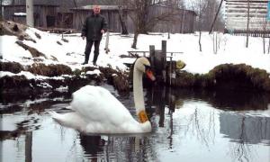 Волинянин врятував пораненому лебедю життя. ФОТО