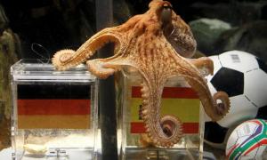 Німці створили мавзолей восьминога-віщуна Пауля