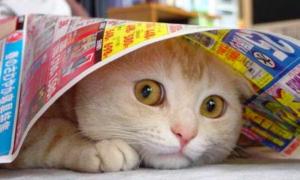 У Пітері новоселам здають котів напрокат