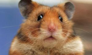 Європейський суд покарає Францію через байдужість до хом’яків