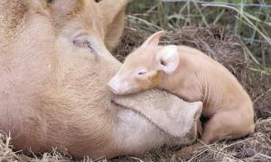 Поголів’я свиней на Волині зменшується