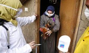 У Японії — спалах пташиного грипу. Знищать понад 400 тисяч хворих курей