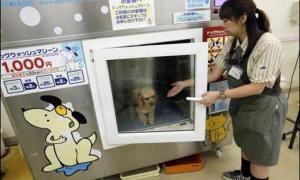 Японці, щоб полегшити собі життя, купають домашніх тварин у пральній машині