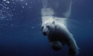 Біла ведмедиця пропливла у пошуках крижини 690 кілометрів