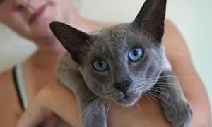 Зниклий кіт повернувся додому кастрованим