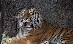 Малайській тигриці Дівчинці поставили штучний суглоб