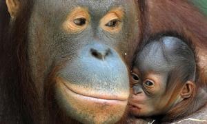 ДНК орангутанга і людини аналогічні на 97 відсотків