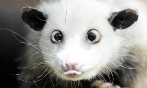 Косоокому опосуму Хайді пропонують вести церемонію вручення премії «Оскар»