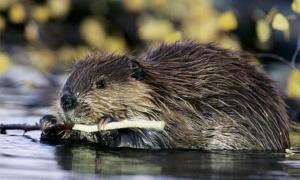 На Волині пропонують переселяти зростаючу популяцію бобрів