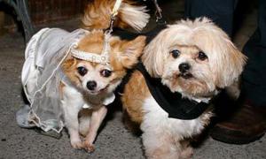 Працівники притулку одружили нерозлучних собак