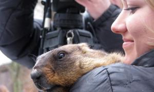 Український бабак обіцяє теплу і ранню весну