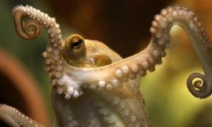 Поляки до Євро-2012 завели власного восьминога-оракула