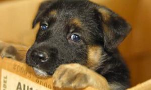 Американка хотіла відправити цуценя поштою як подарунок