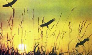 З Індії починають відлітати додому журавлі