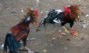 Чоловік помер від ран, які йому наніс бійцівський півень