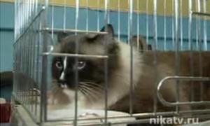 В Росії провели фестиваль безпородних тварин