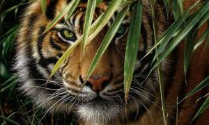 Індуси врятували тигра, якого знайшли в занедбаному колодязі