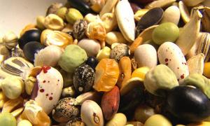 У Луцьку цілий ярмарок відведуть для насіння