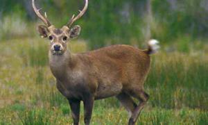 Подружжя замкнуло оленя-«гостя» у ванній кімнаті