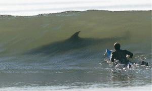 Росіянин отримав $50 тисяч за відкушену акулою руку в Єгипті