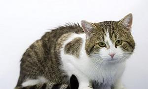 Для британського прем’єра знайшли нового кота