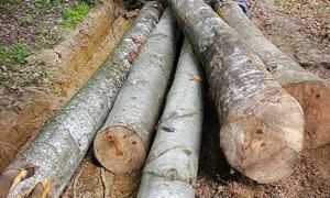 У ЄС вимагатимуть підтвердити законність імпортованої деревини 