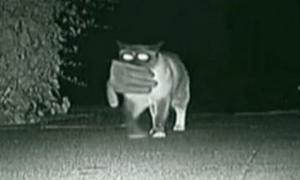 Камера зафіксувала нічні вилазки кота-клептомана. ВІДЕО