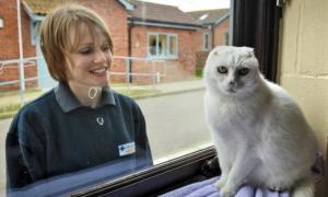 Безносому коту знайшли дім