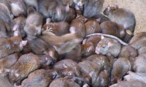 У Парижі щурів більше, ніж людей