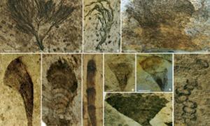 У Китаї відкопали скам’янілі залишки найдревніших рослин на Землі 