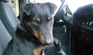 Наркотики до України не пропустив пес Жорик