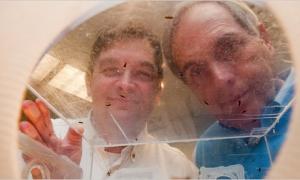 Оси можуть шукати вибухівку і наркотики замість собак