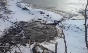 Свиноферма на Турійщині залила гноївкою півгектара землі