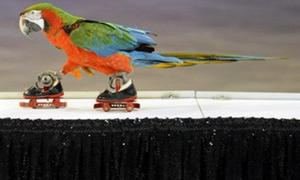На цирковому фестивалі у Празі переміг папуга на роликах