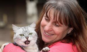 Британський кіт муркоче голосніше за «Боїнг»