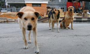 До Дня незалежності обіцяють збудувати притулок для луцьких бродячих собак