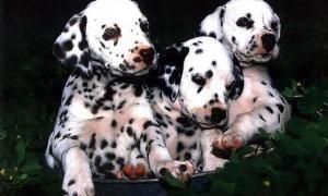 У Китаї обмеження дісталися вже й до собак — одна тварина на родину