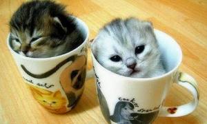 Муркотуни всього світу, єднайтеся! Сьогодні День котів